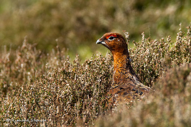 Red Grouse