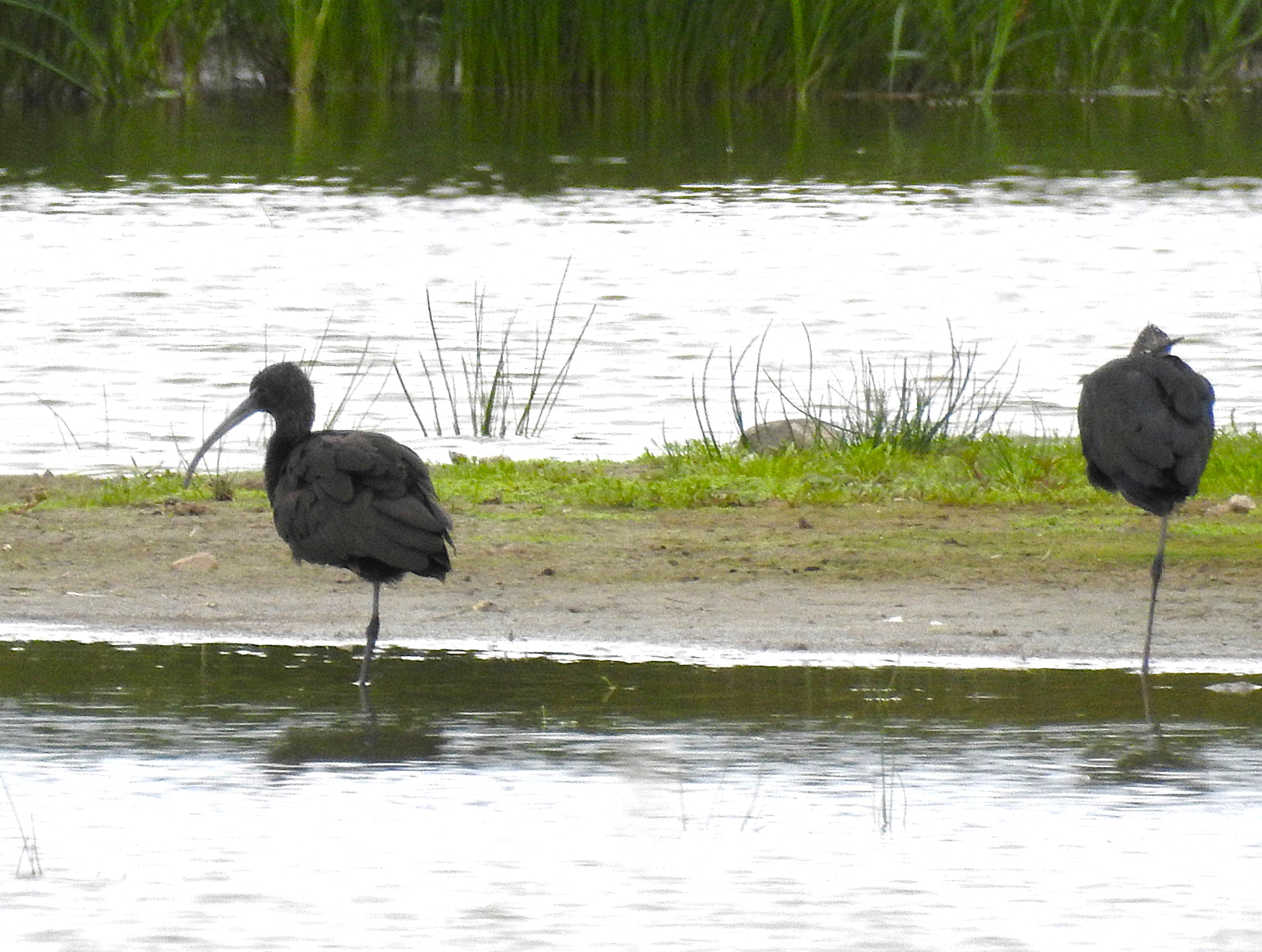 Glossy Ibis