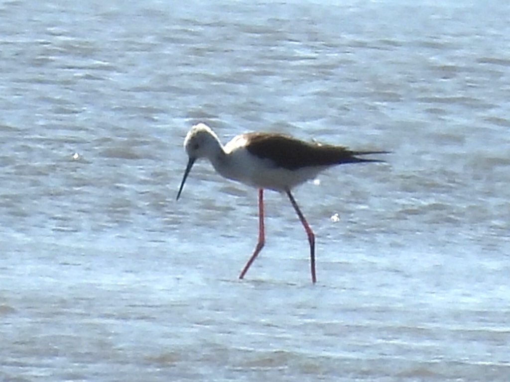 Black-winged Stilt