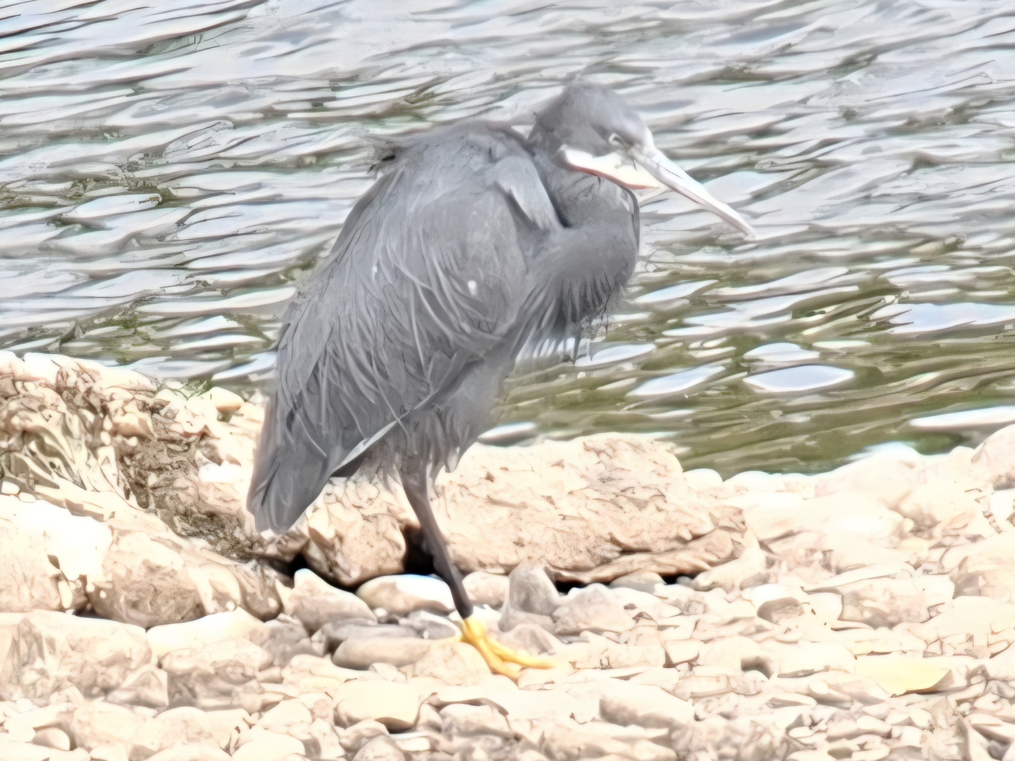 Western Reef Heron