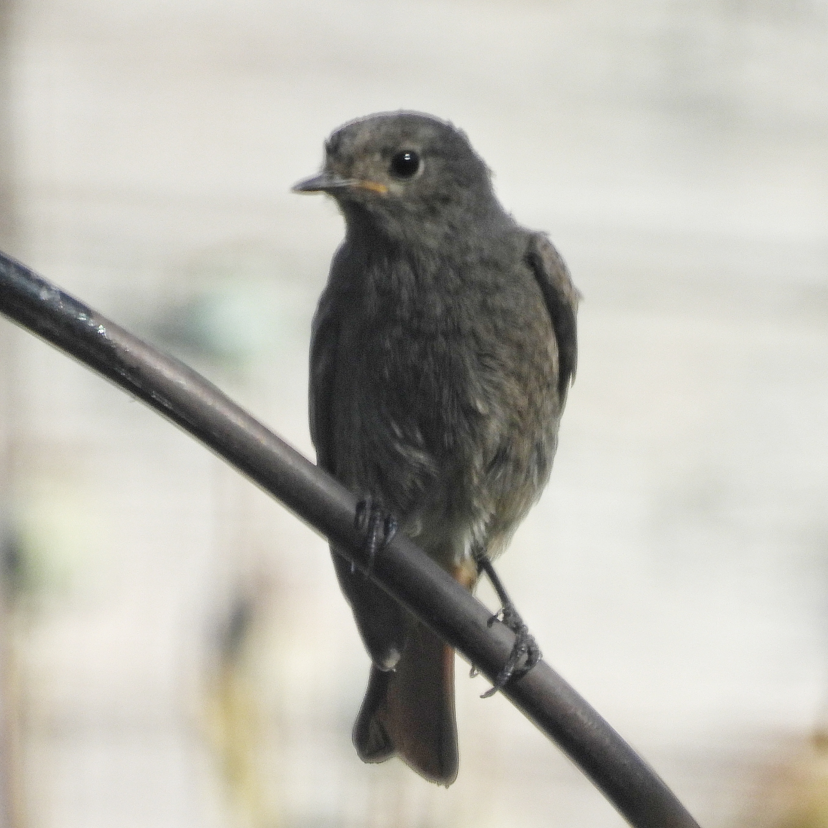 Black Redstart