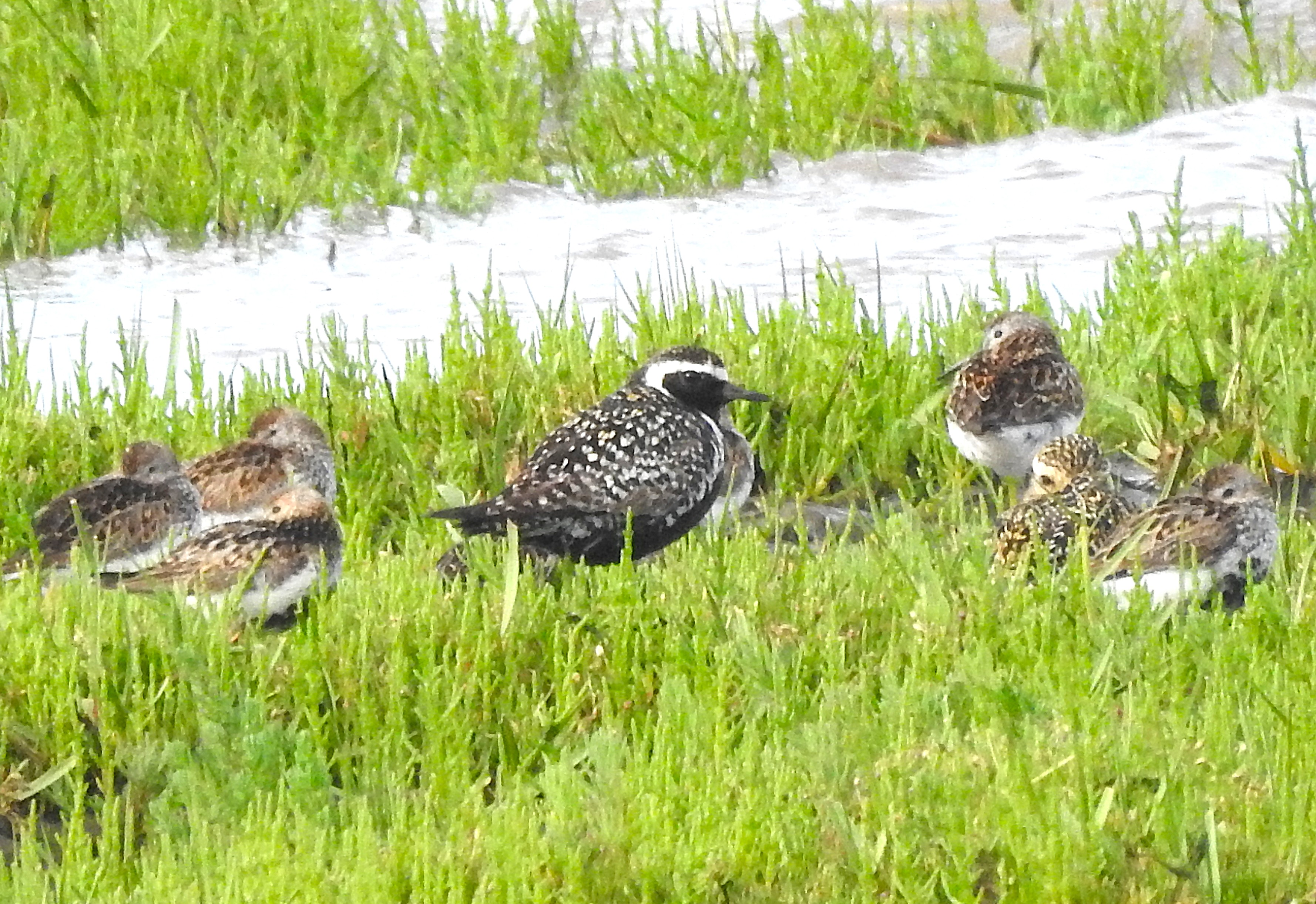 Pacific Golden Plover