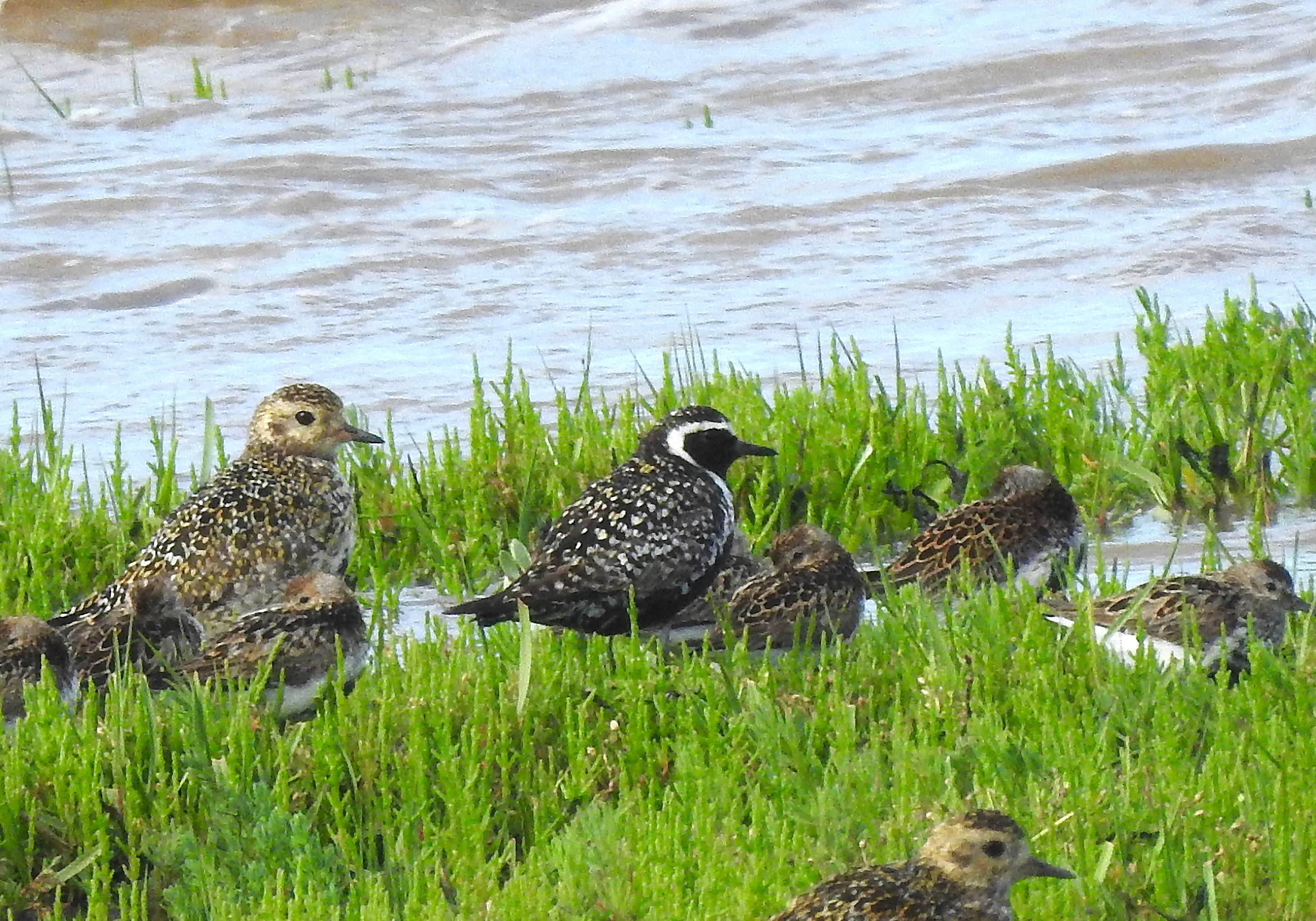 Pacific Golden Plover