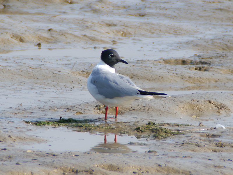 Bonaparte's Gull