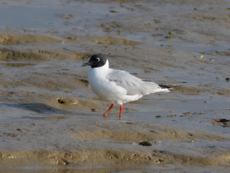 Bonaparte's Gull