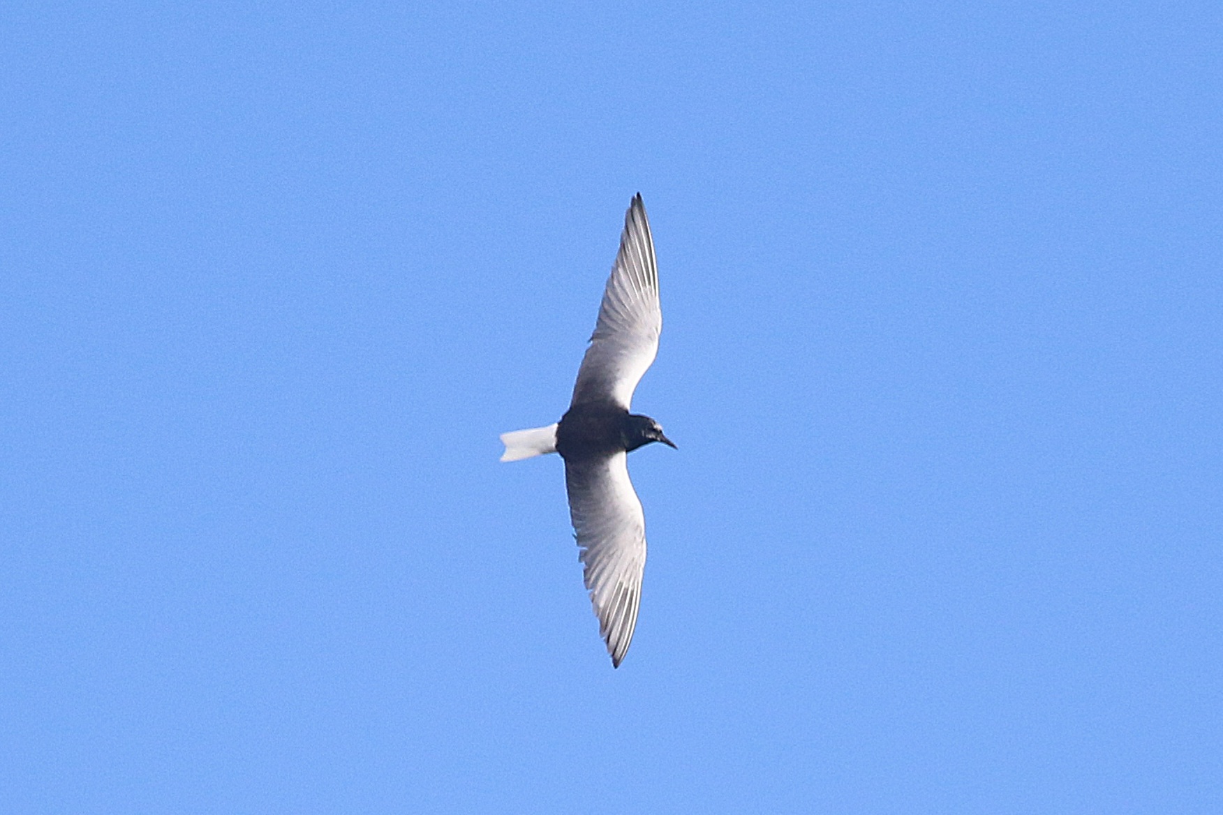 White-winged Black Tern