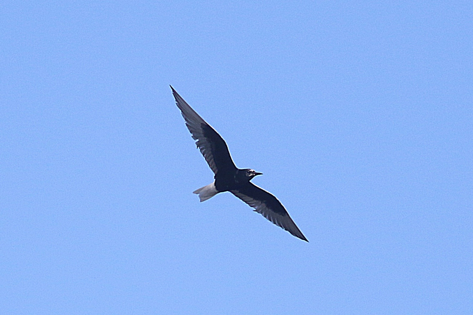 White-winged Black Tern