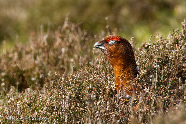 Red Grouse