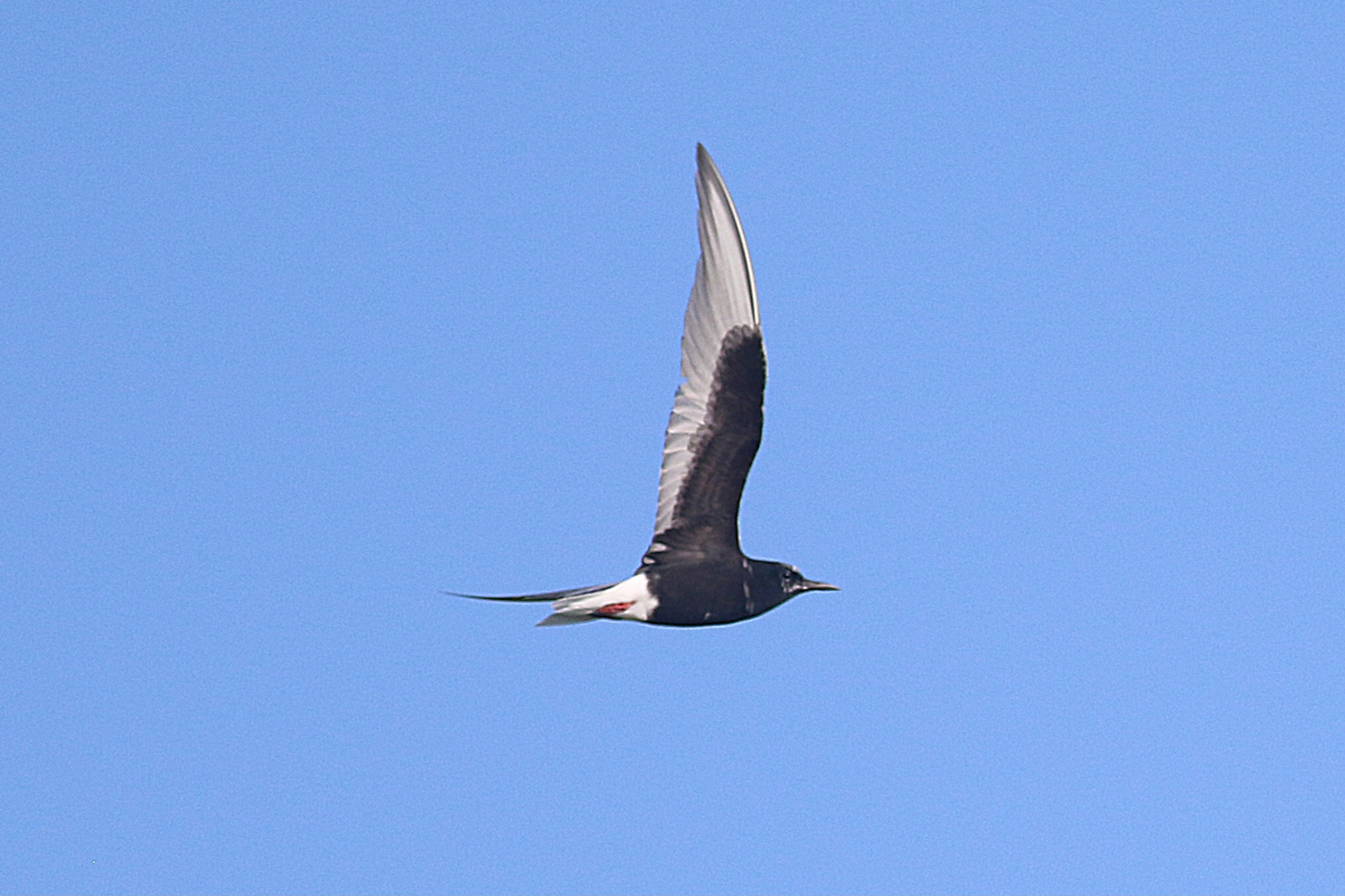 White-winged Black Tern