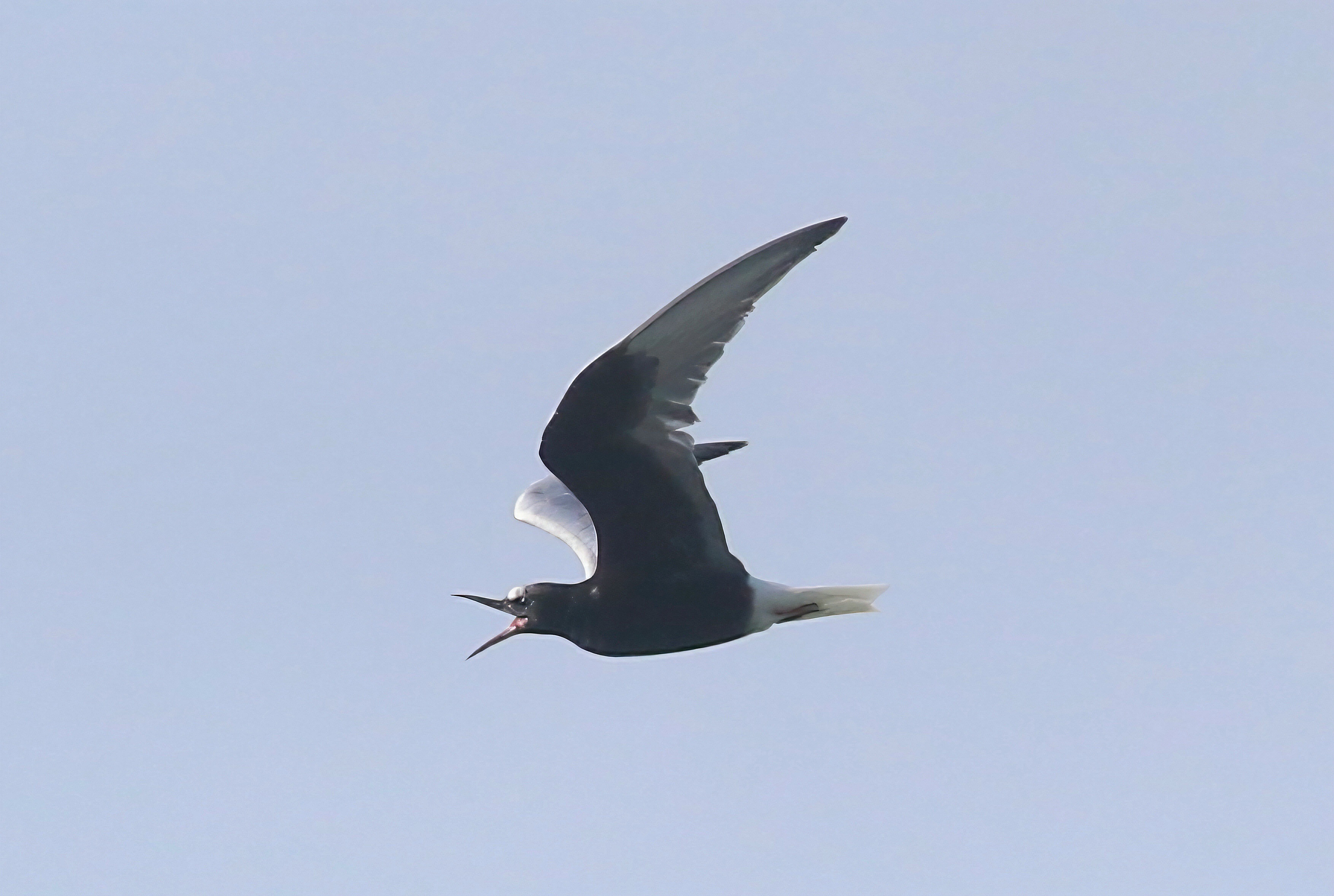White-winged Black Tern
