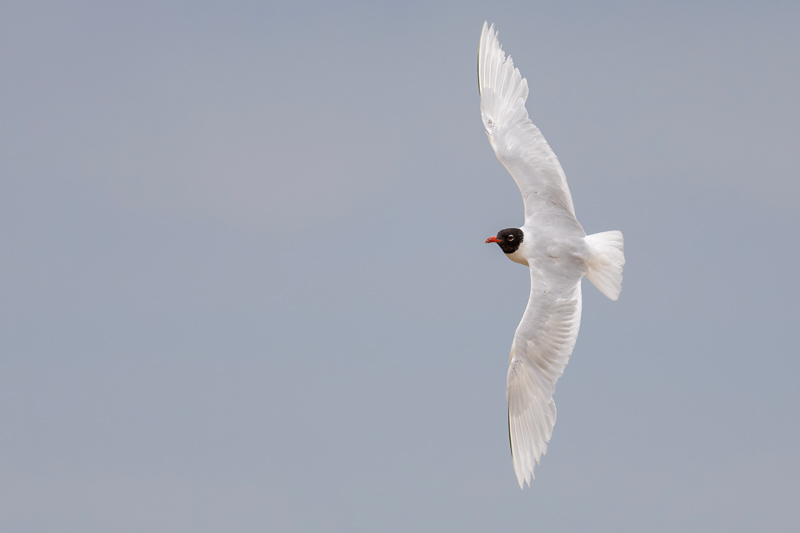 Mediterranean Gull