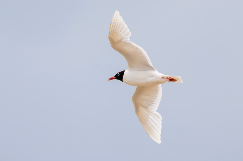 Mediterranean Gull