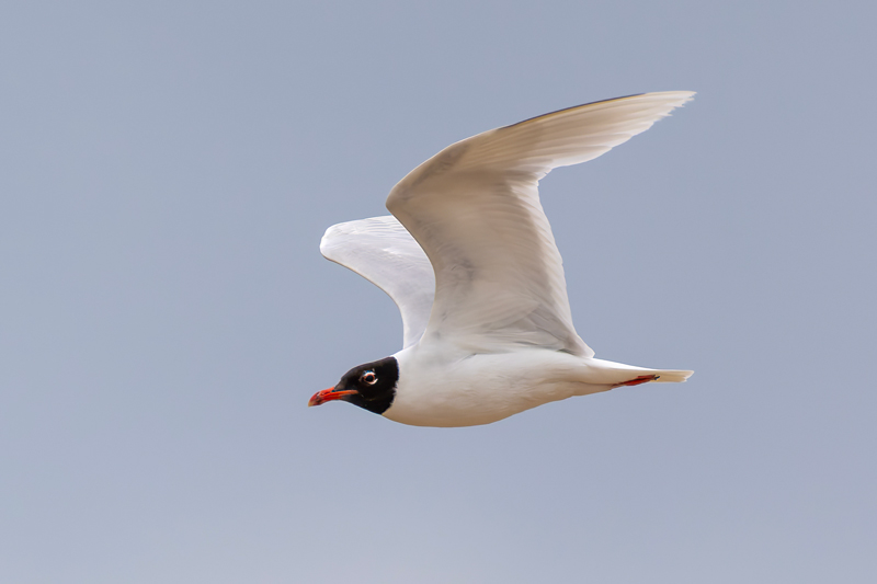 Mediterranean Gull