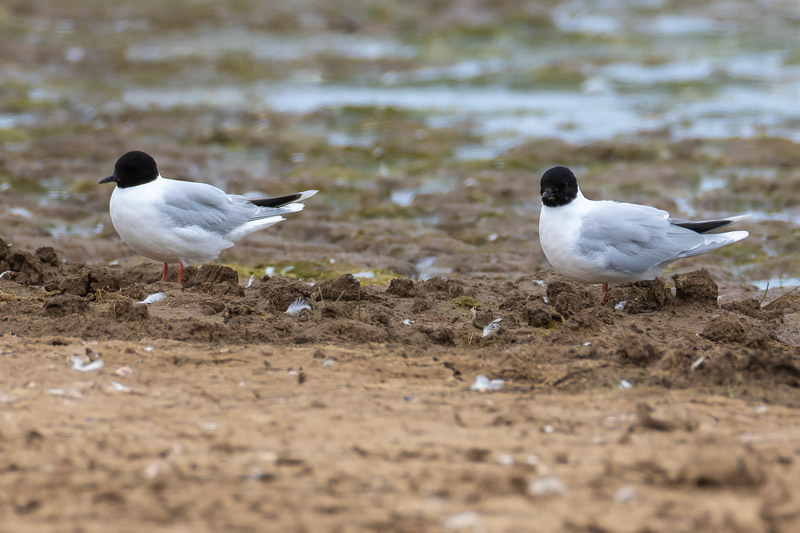Little Gulls