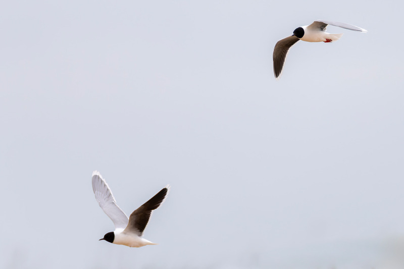 Little Gulls