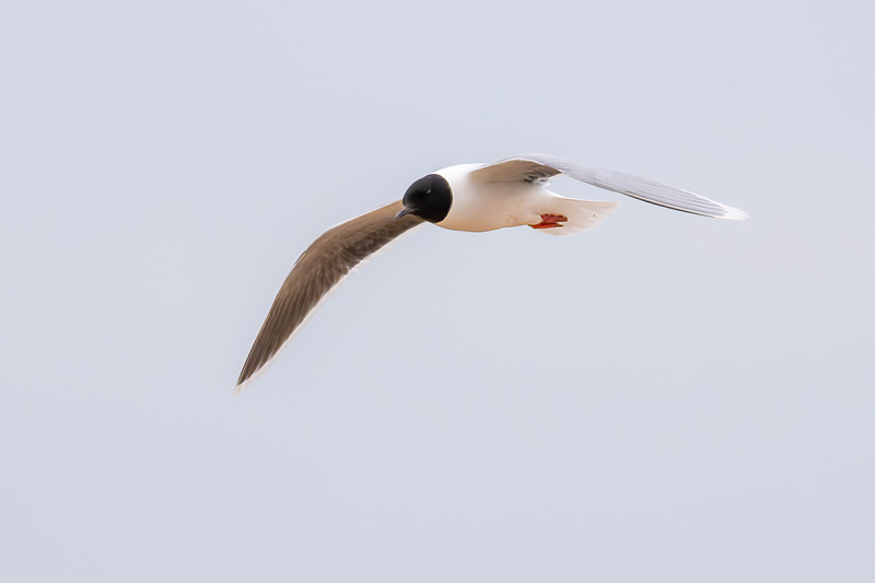 Little Gull