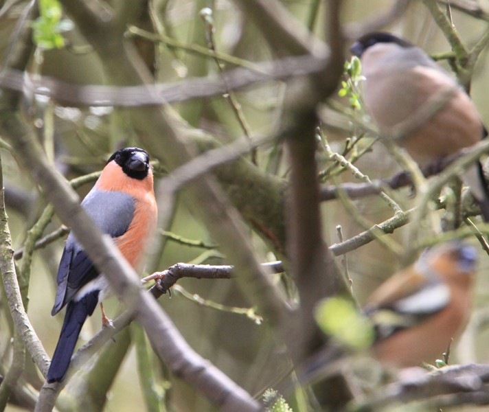 Northern Bullfinch