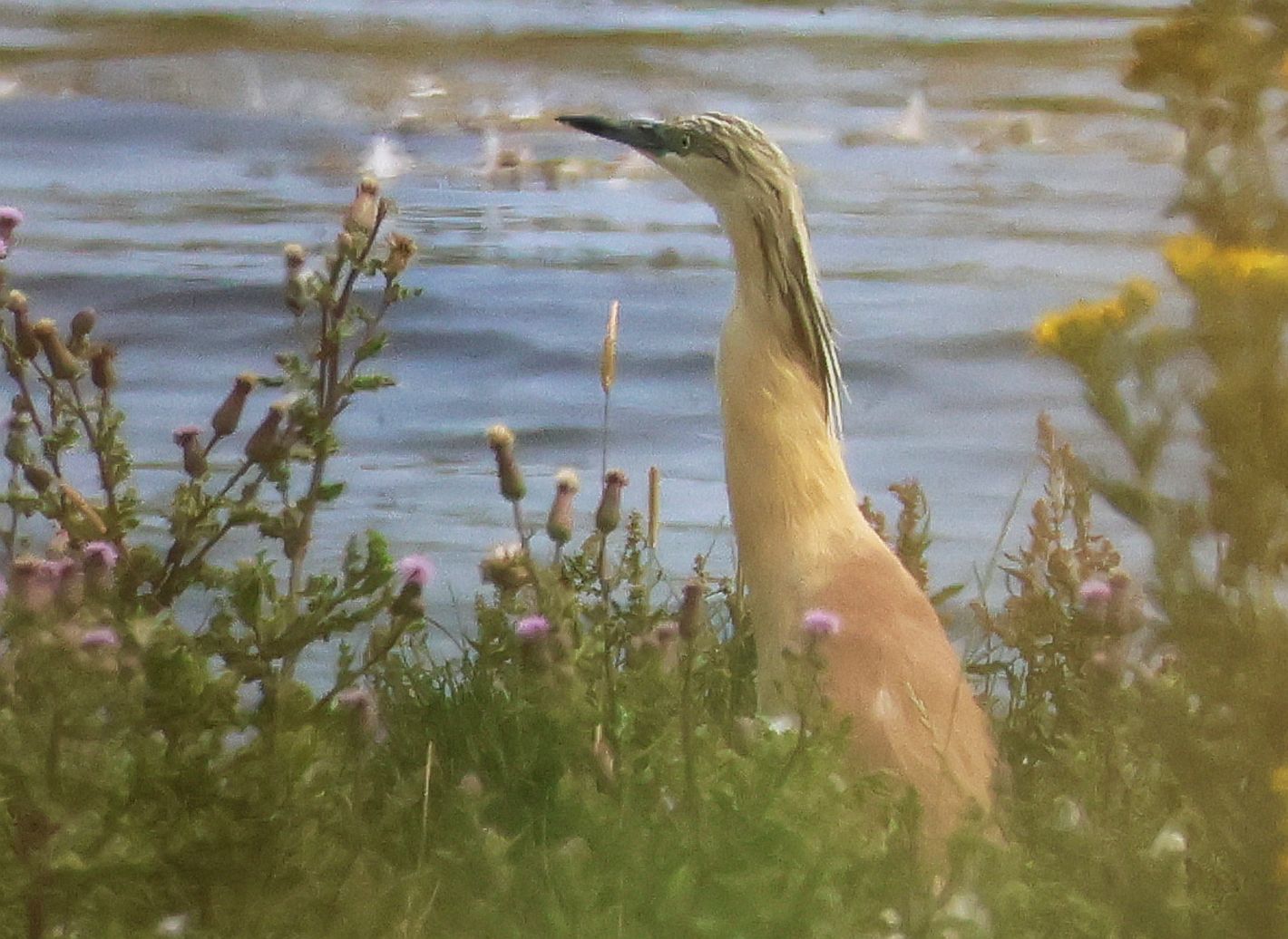 Squacco Heron