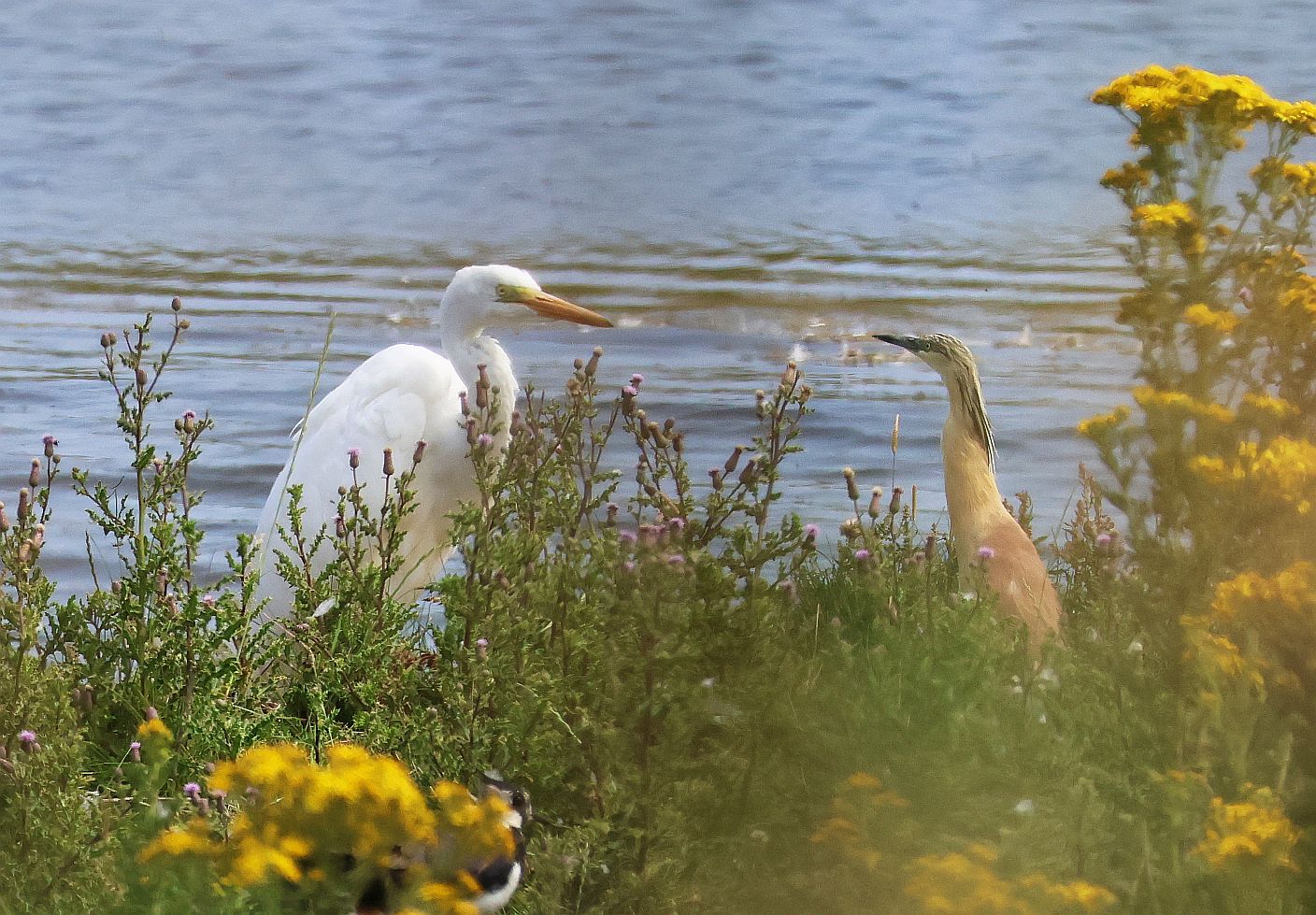 Squacco Heron