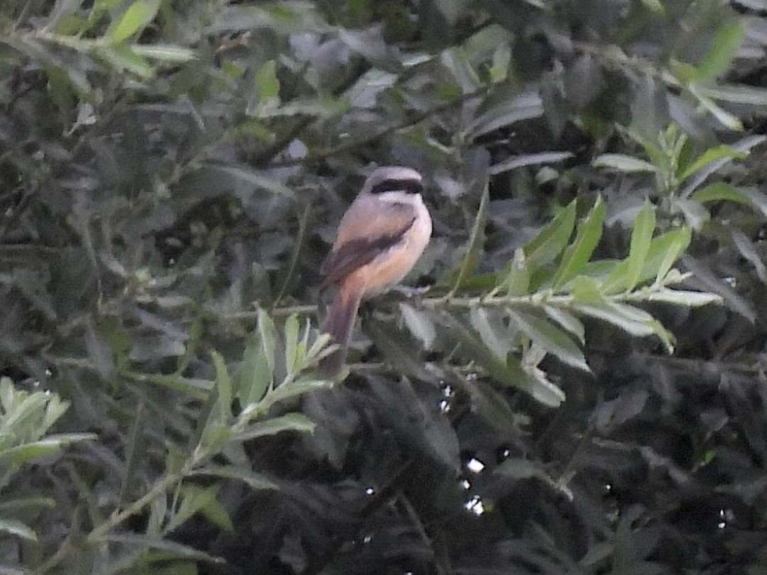 Long-tailed Shrike