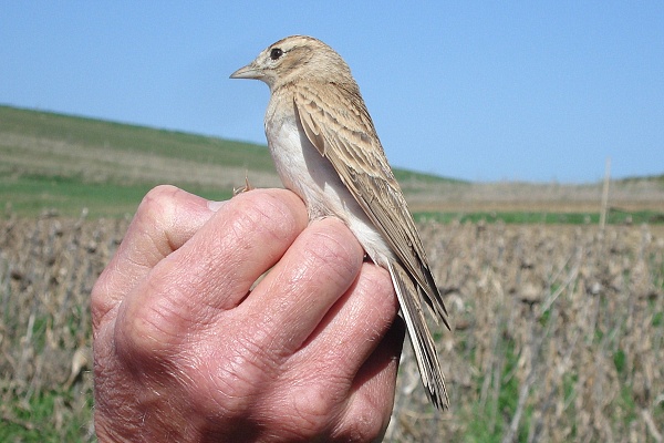 Short-toed Lark