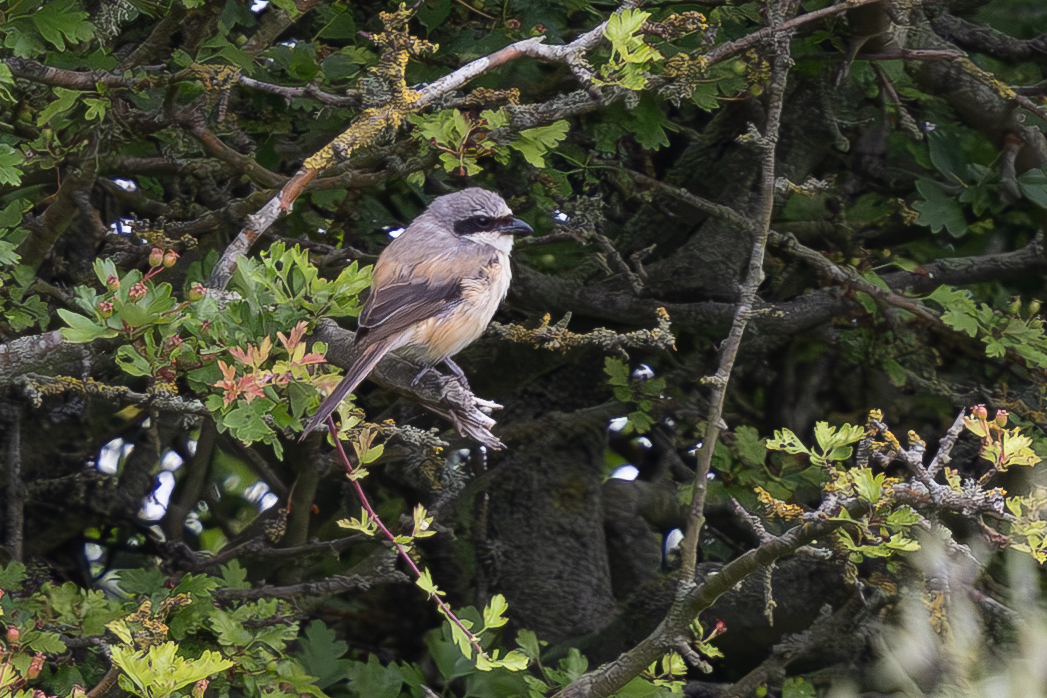 Long-tailed Shrike