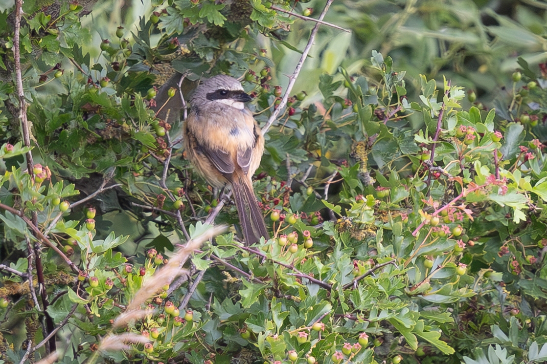 Long-tailed Shrike