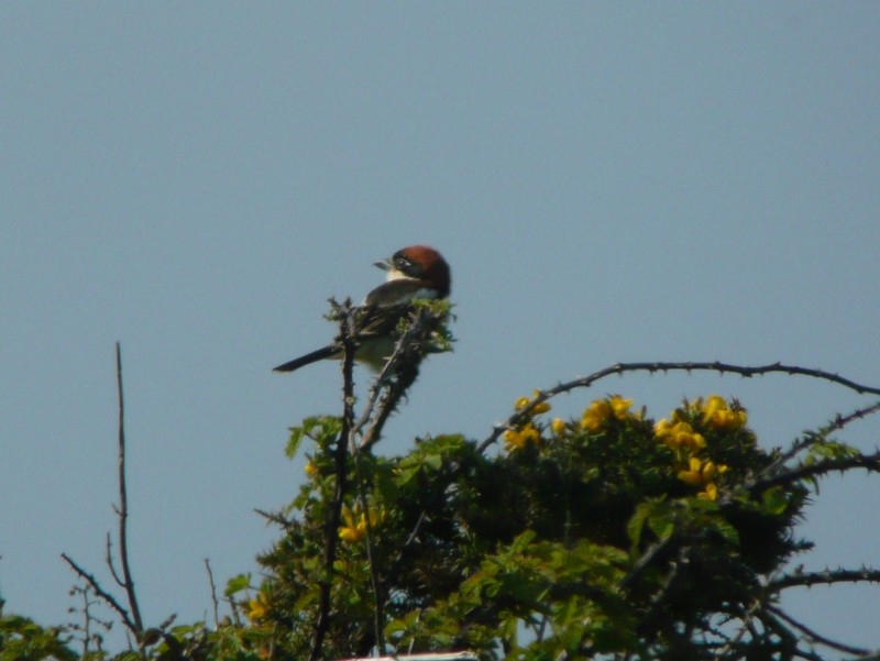Woodchat Shrike