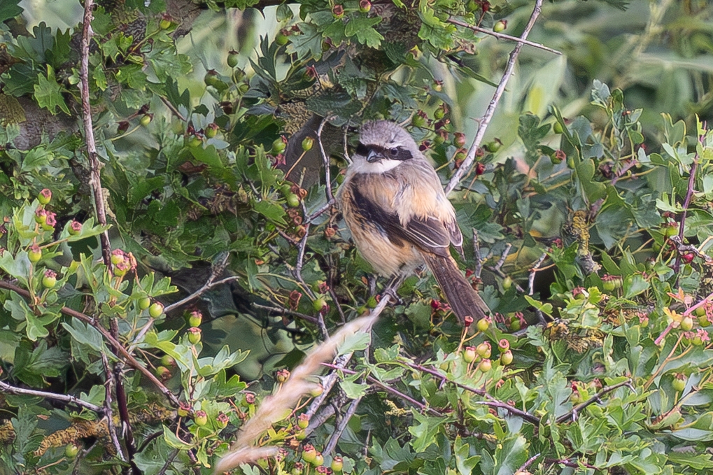 Long-tailed Shrike