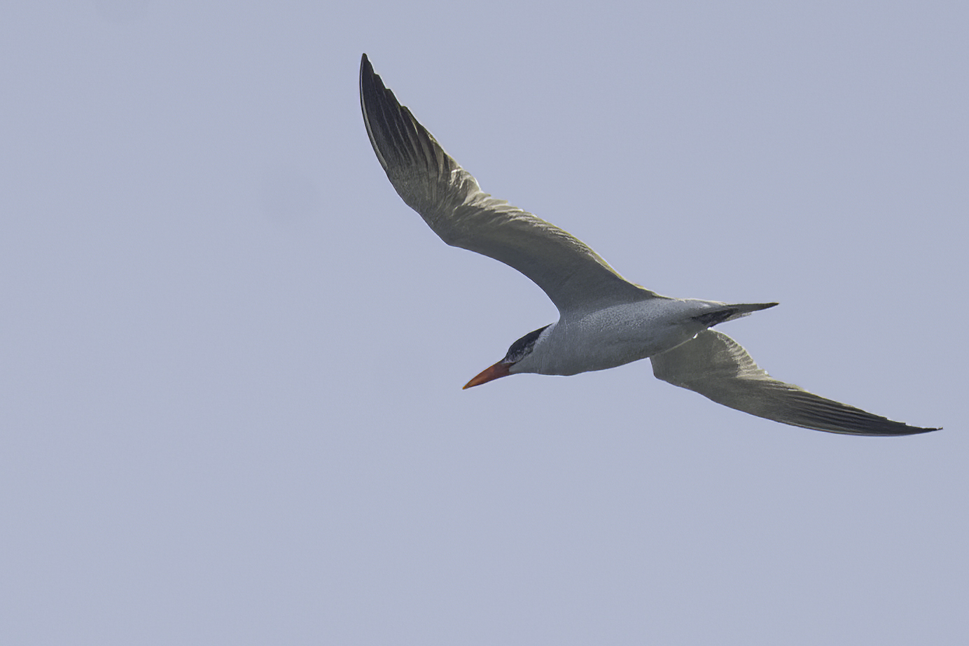 Caspian Tern