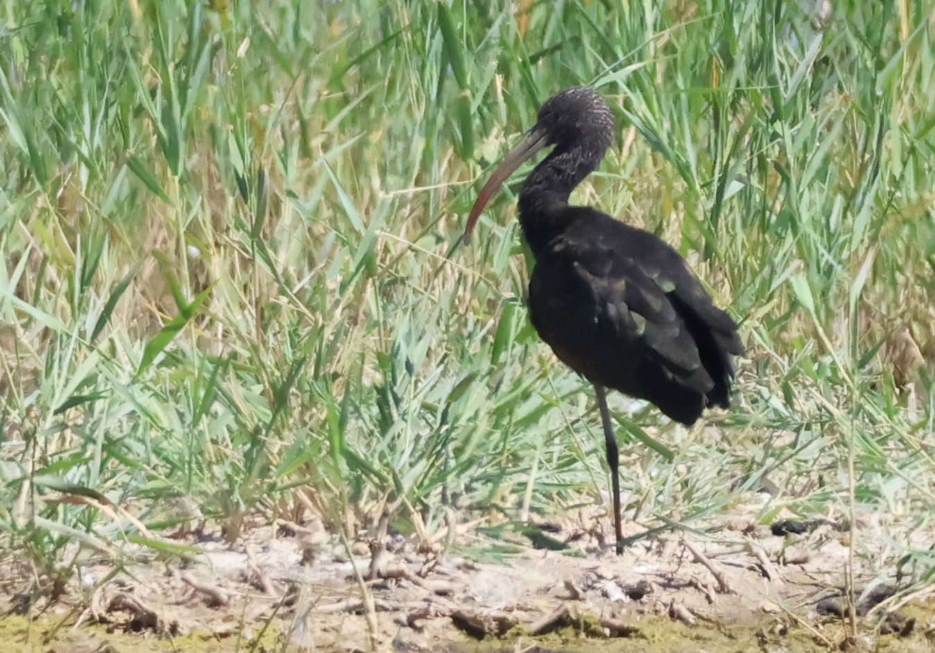 Glossy Ibis
