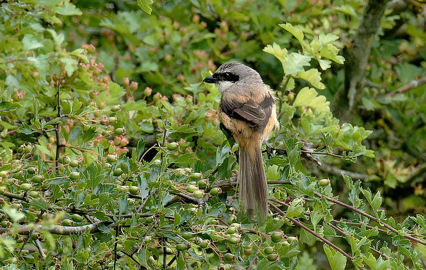Long-tailed Shrike