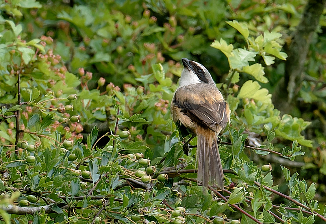 Long-tailed Shrike