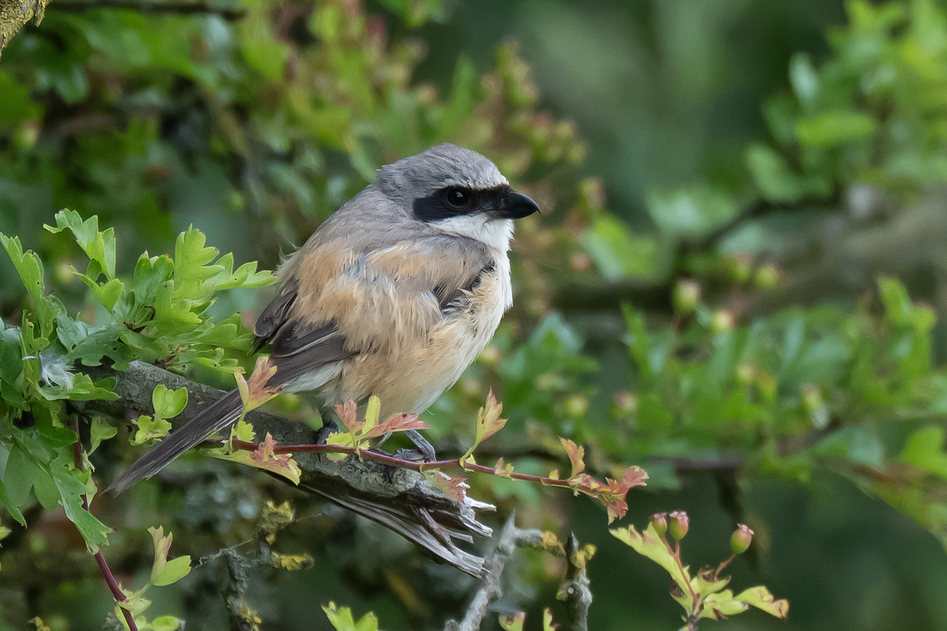 Long-tailed Shrike