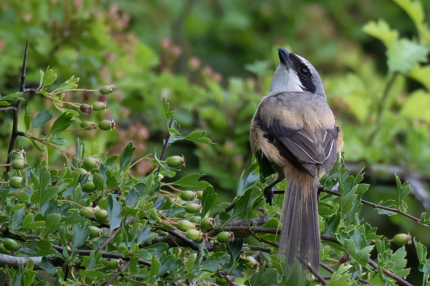 Long-tailed Shrike