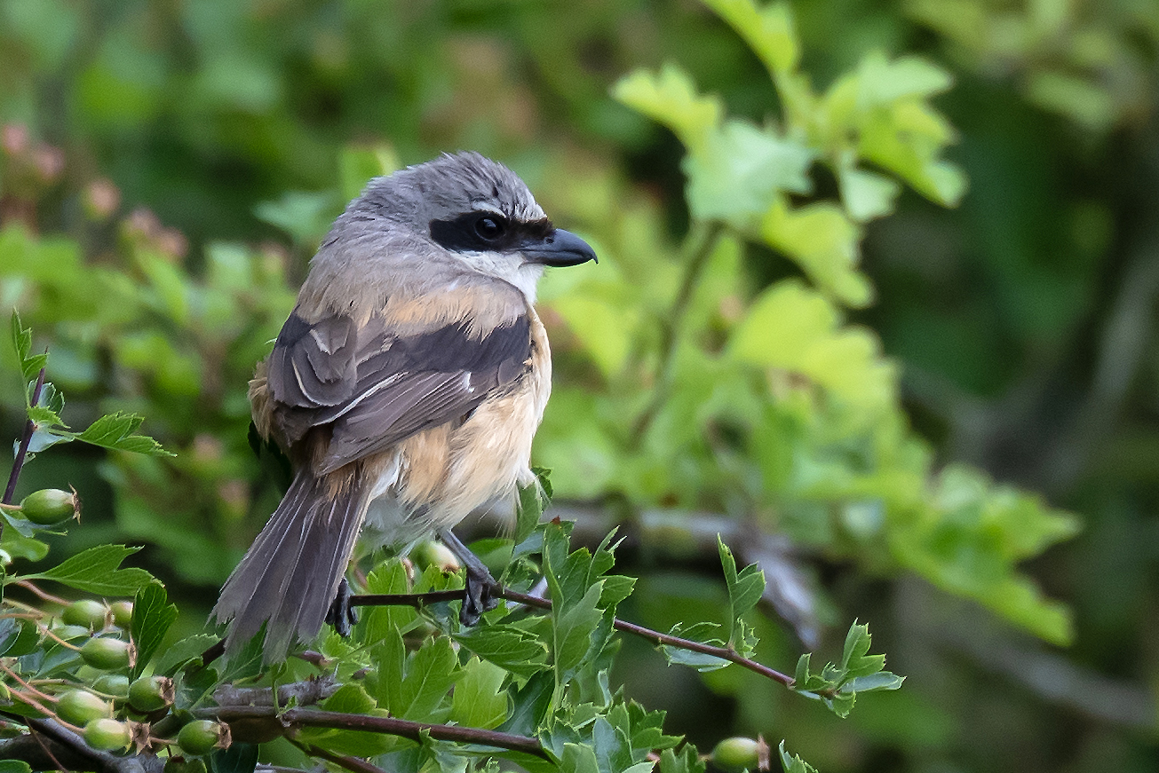 Long-tailed Shrik