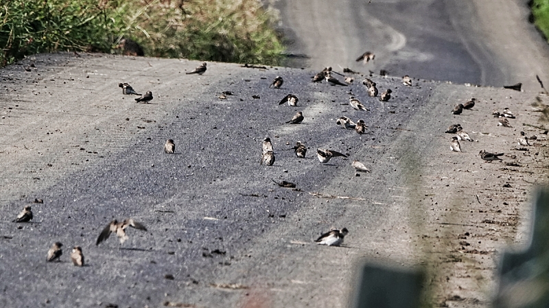 Sand Martin