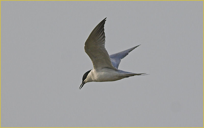 Gull-billed Tern