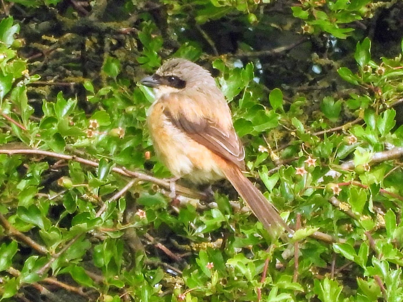 Long-tailed Shrike