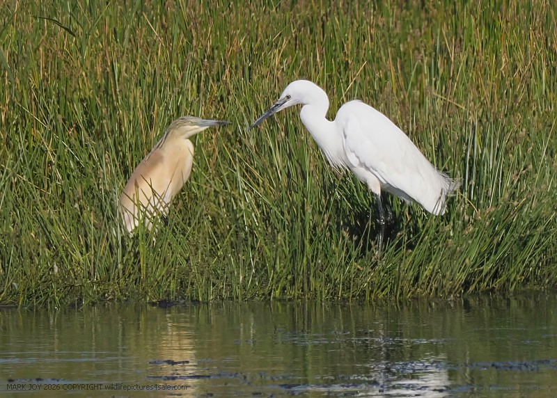 Squacco Heron