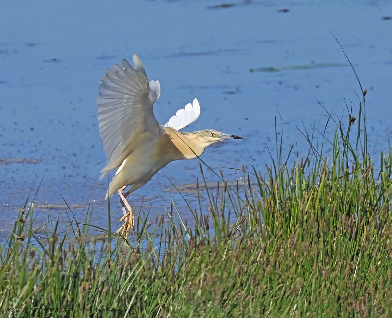 Squacco Heron