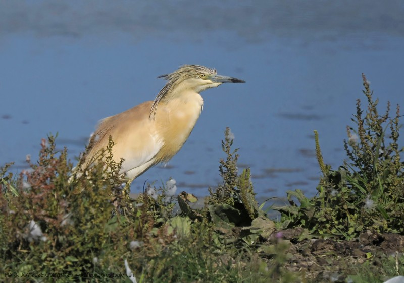 Squacco Heron