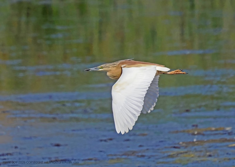 Squacco Heron