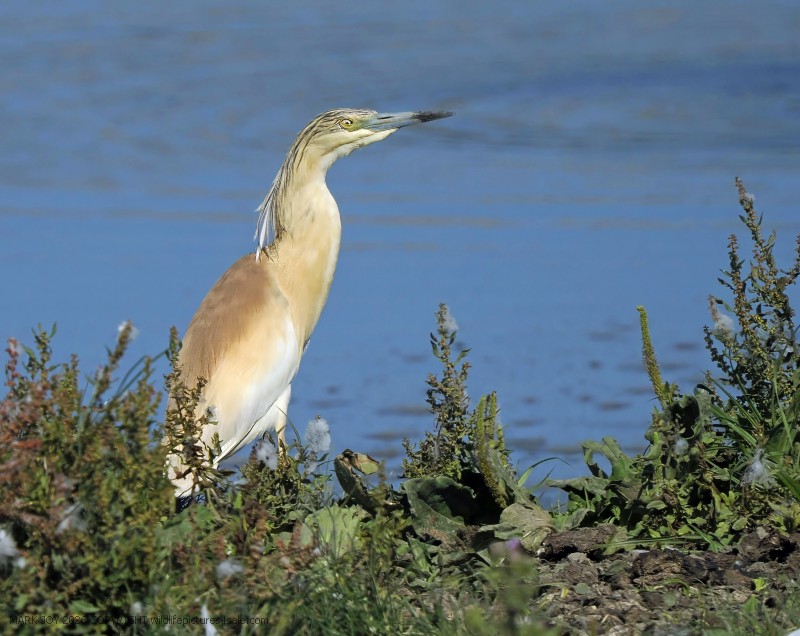 Squacco Heron