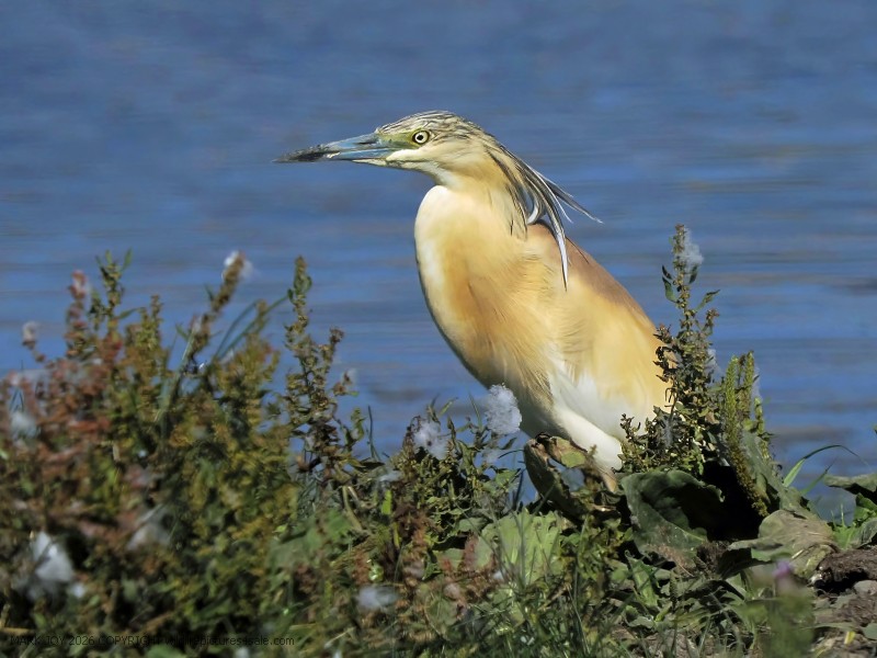 Squacco Heron