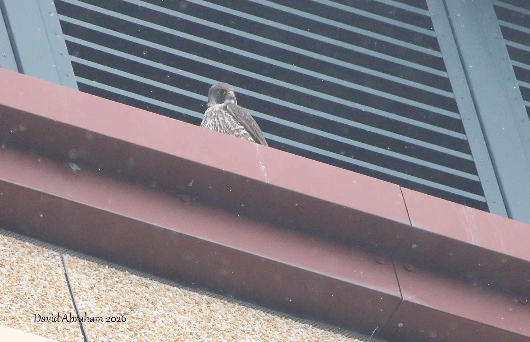 Peregrine 