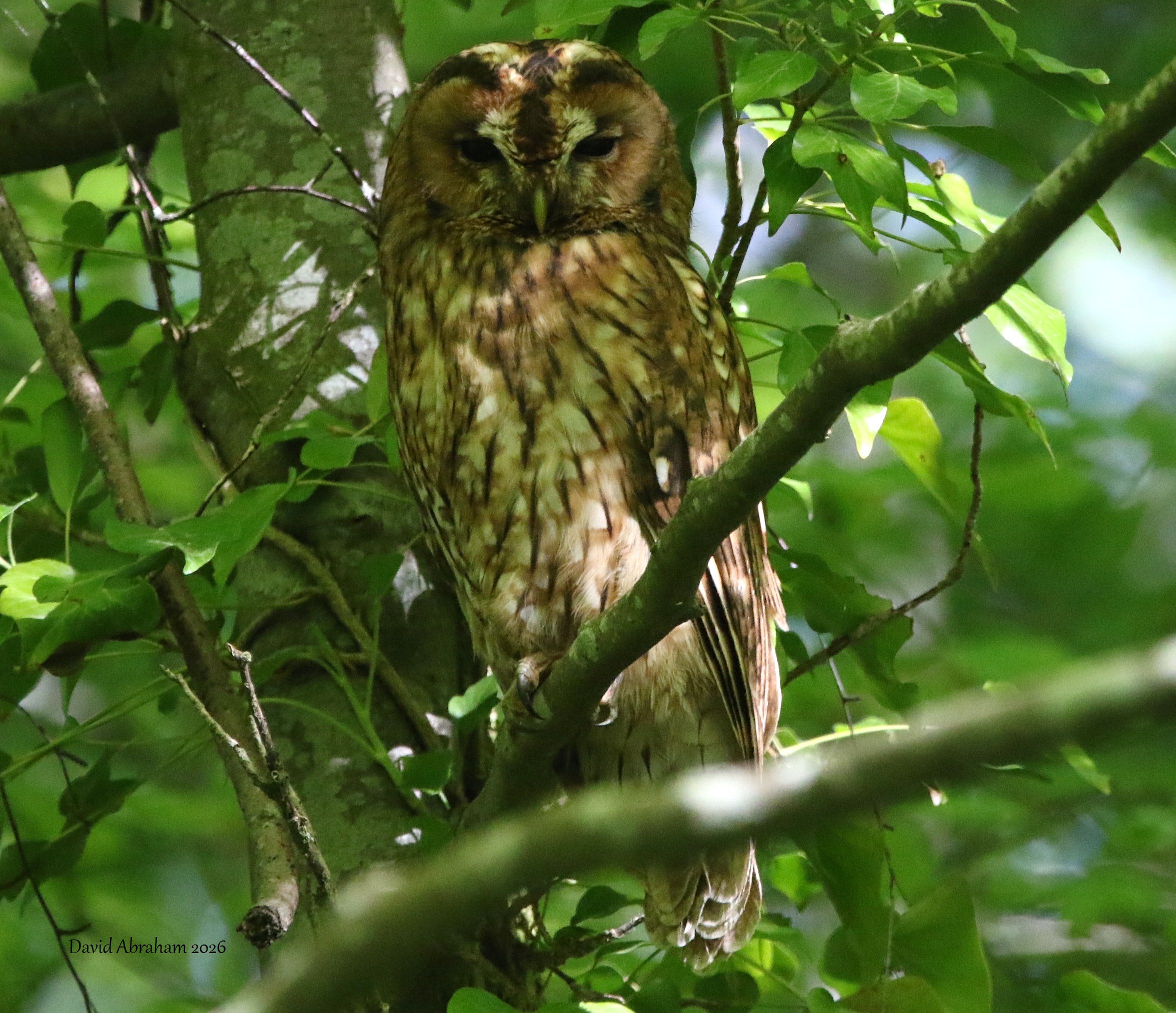 Tawny Owl 