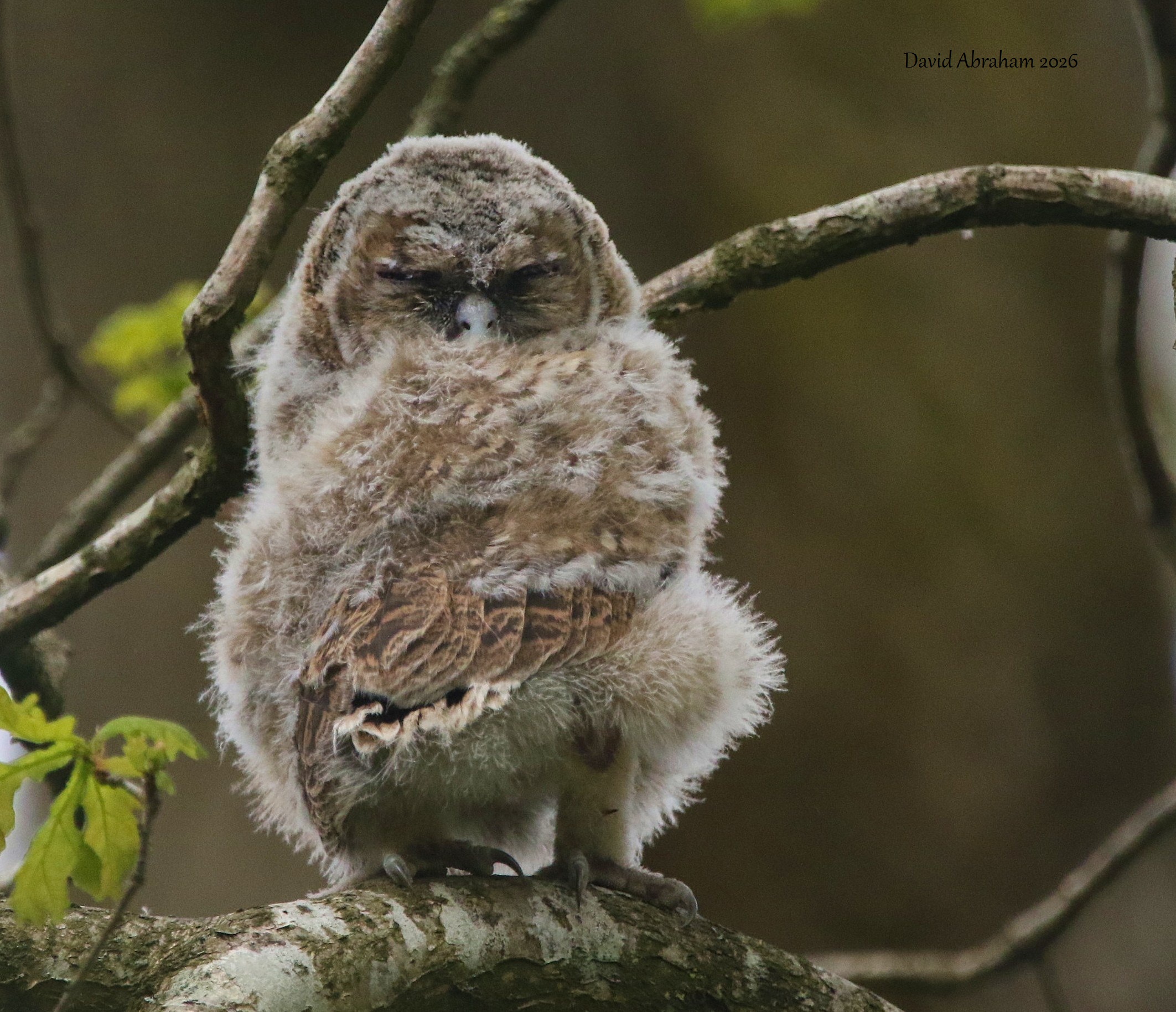 Tawny Owl 
