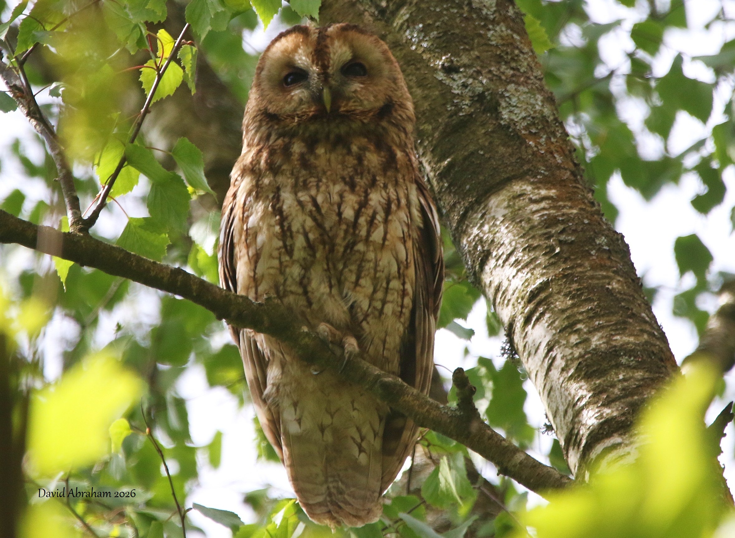 Tawny Owl 