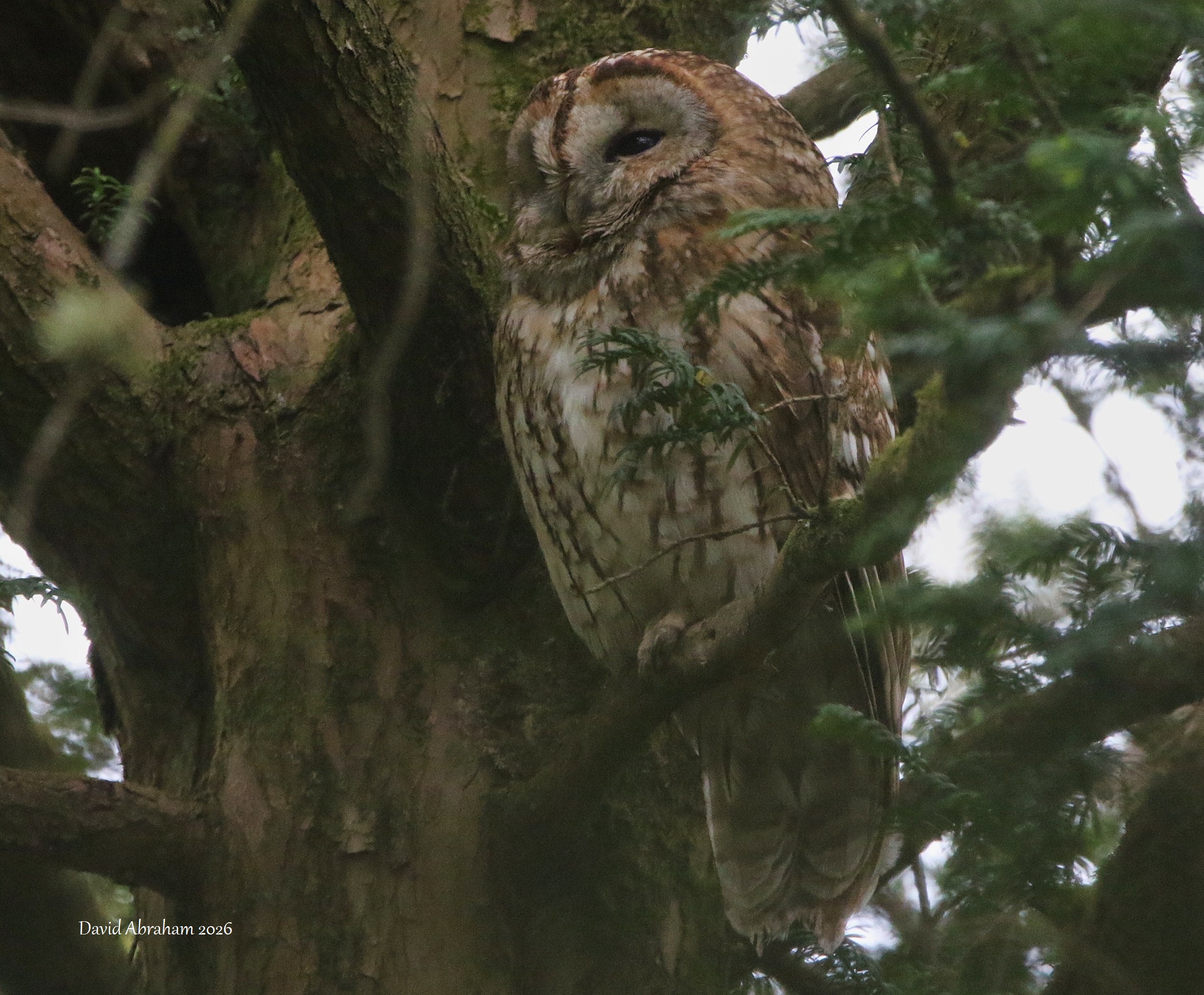 Tawny Owl 